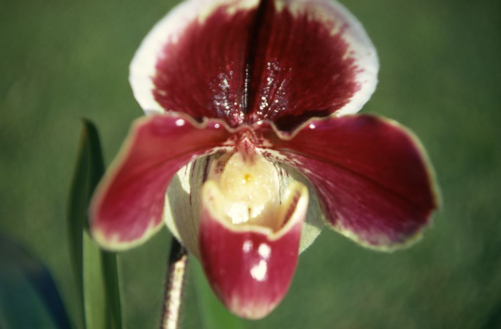 Paphiopedilum Redvale 'Oceana', December 1970, roll 197012H7 slide 7