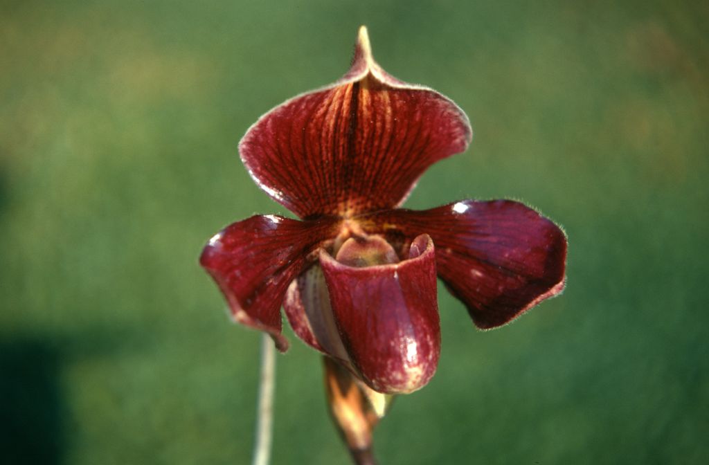 Paphiopedilum Ranji, September 1971, roll 197109H3 slide 18