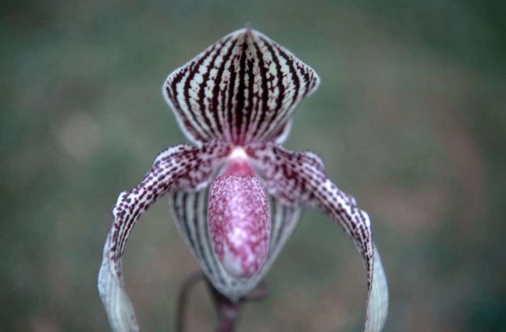 Paphiopedilum Rolfei, September 1971, roll 197109H3 slide 3
