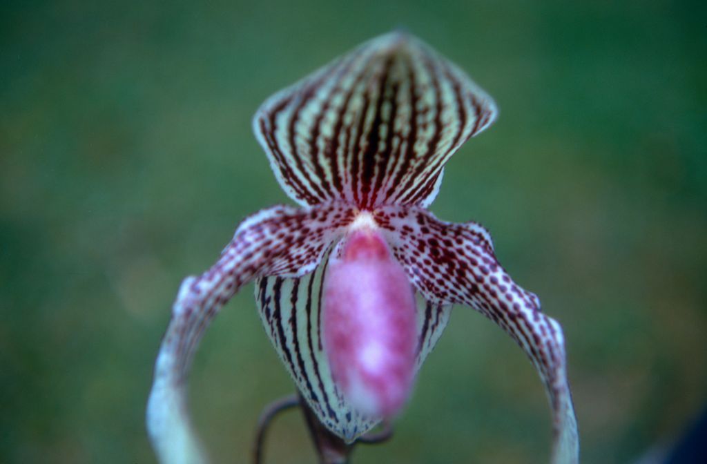 Paphiopedilum Rolfei, September 1971, roll 197109H3 slide 4