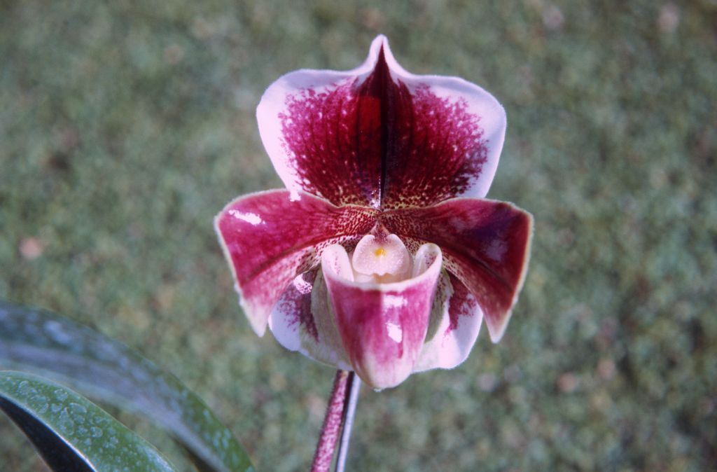Paphiopedilum Ravenswing 'Armacost & Royston', December 1971, roll 197112H4 slide 6