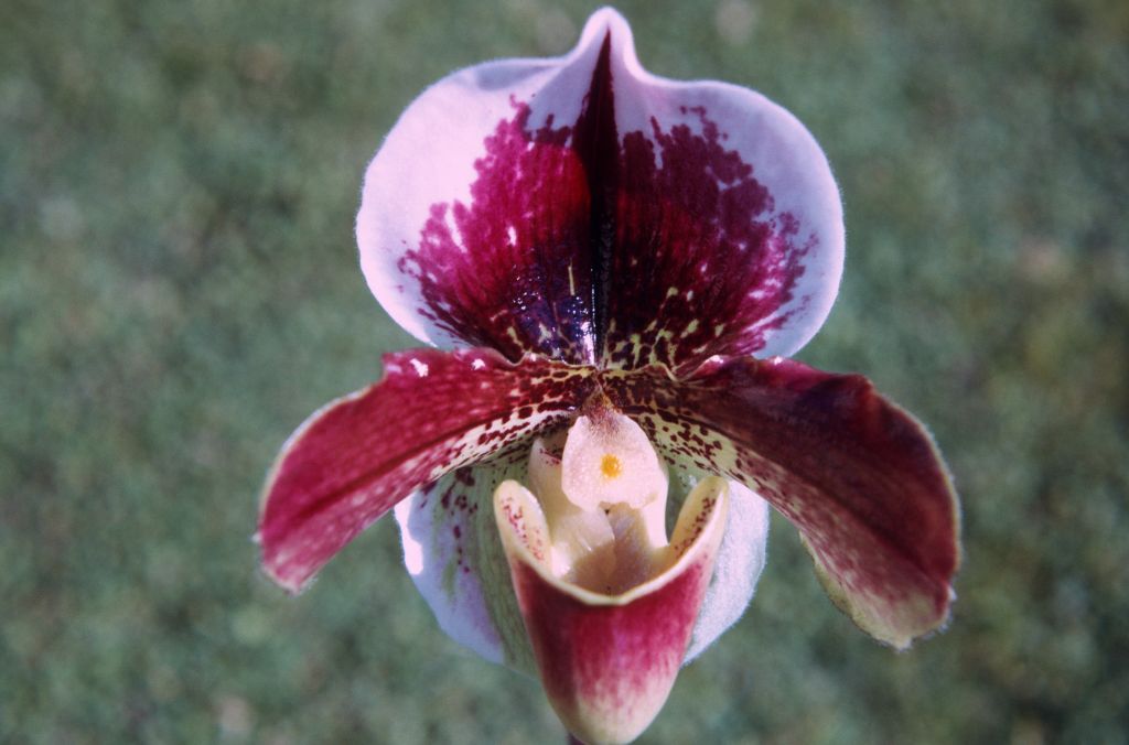 Paphiopedilum Ravenswing 'Rosemary', December 1971, roll 197112H4 slide 9