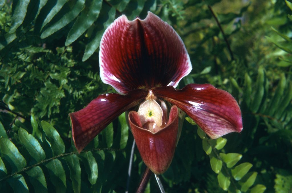 Paphiopedilum Redstart 'Exbury', August 1974, roll 197408H11 slide 17