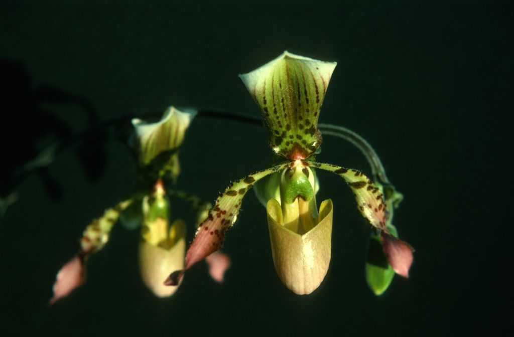 Paphiopedilum Rodney Wilcox Jones, October 1975, roll 197510H6 slide 4