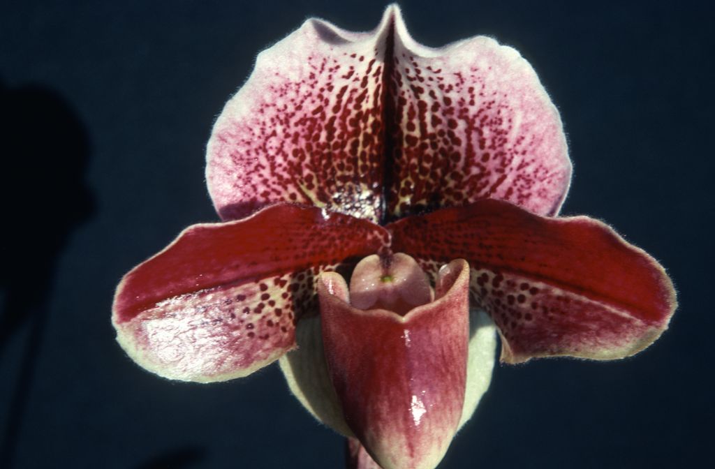 Paphiopedilum Red Knight AM/RHS, February 1976, roll 197602H12 slide 15