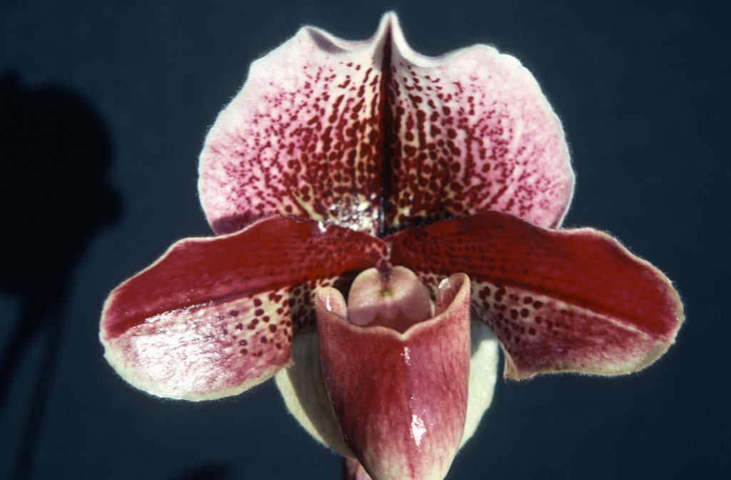 Paphiopedilum Red Knight AM/RHS, February 1976, roll 197602H12 slide 16