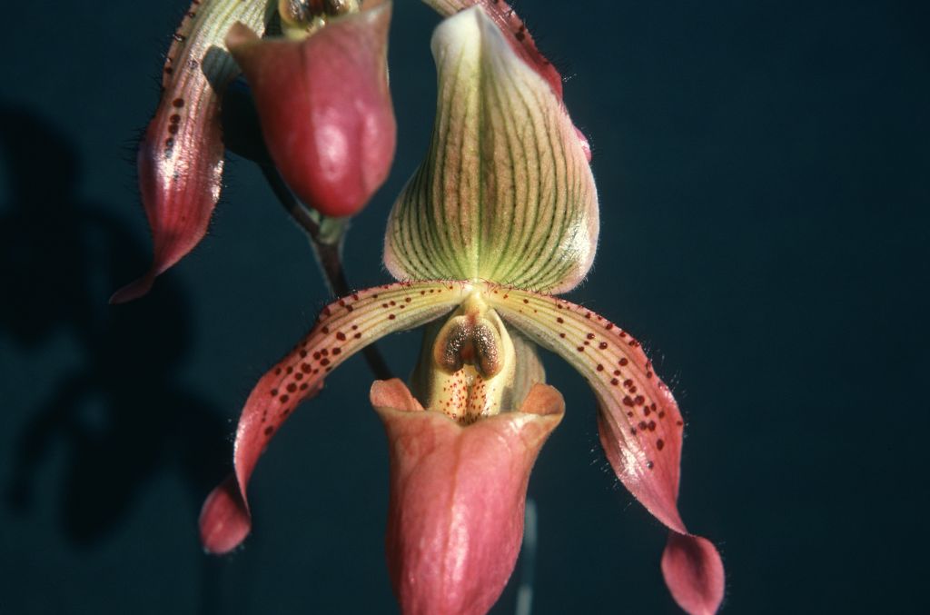 Paphiopedilum Roseville, May 1976, roll 197605H4 slide 18