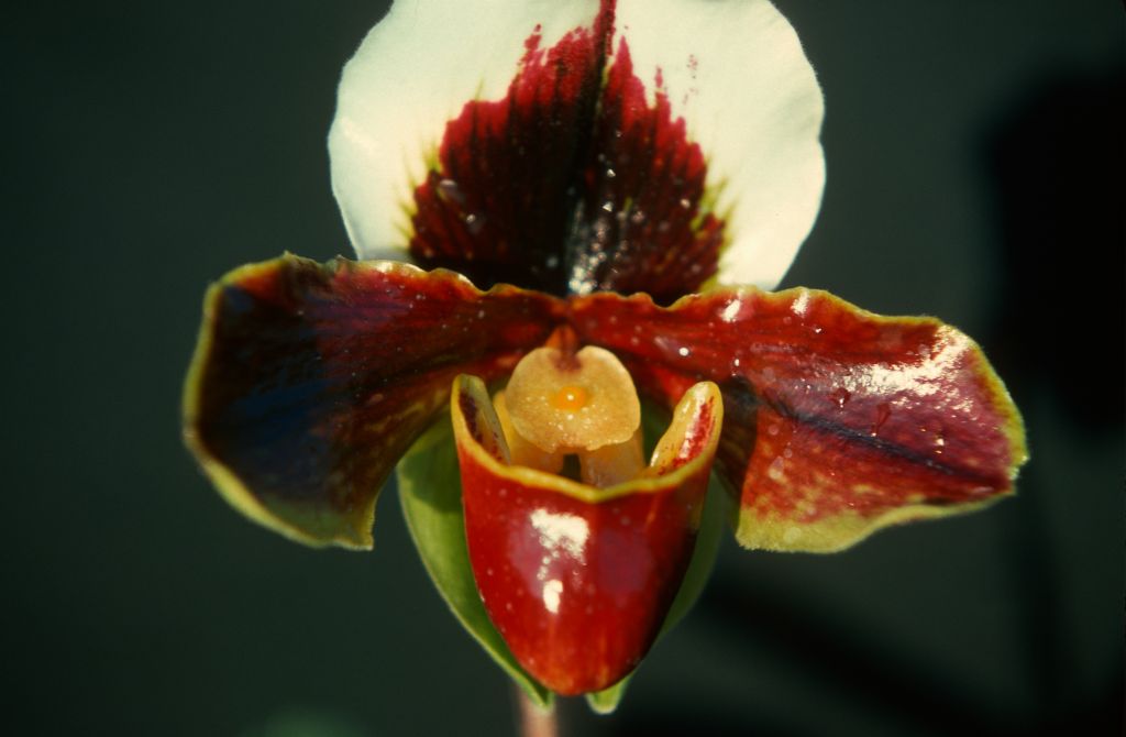 Paphiopedilum Richardson, February 1977, roll 197702H3 slide 18
