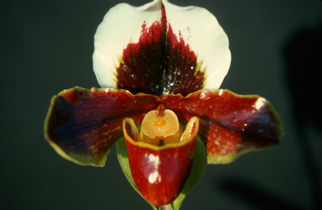 Paphiopedilum Richardson, February 1977, roll 197702H3 slide 19