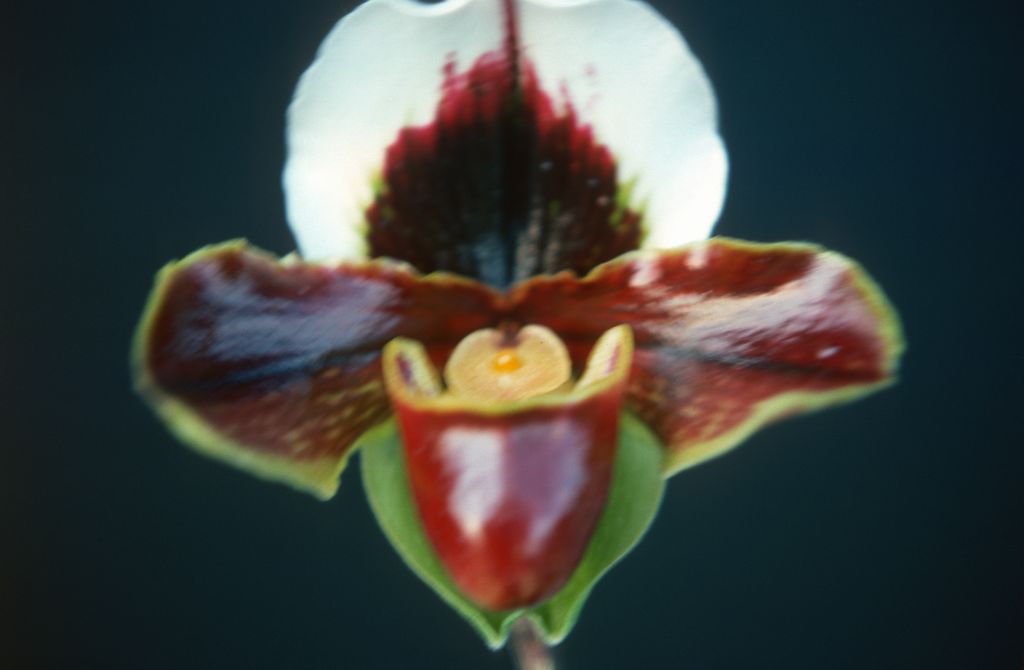 Paphiopedilum Richardson, February 1977, roll 197702H3 slide 1