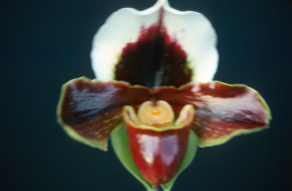 Paphiopedilum Richardson, February 1977, roll 197702H3 slide 2