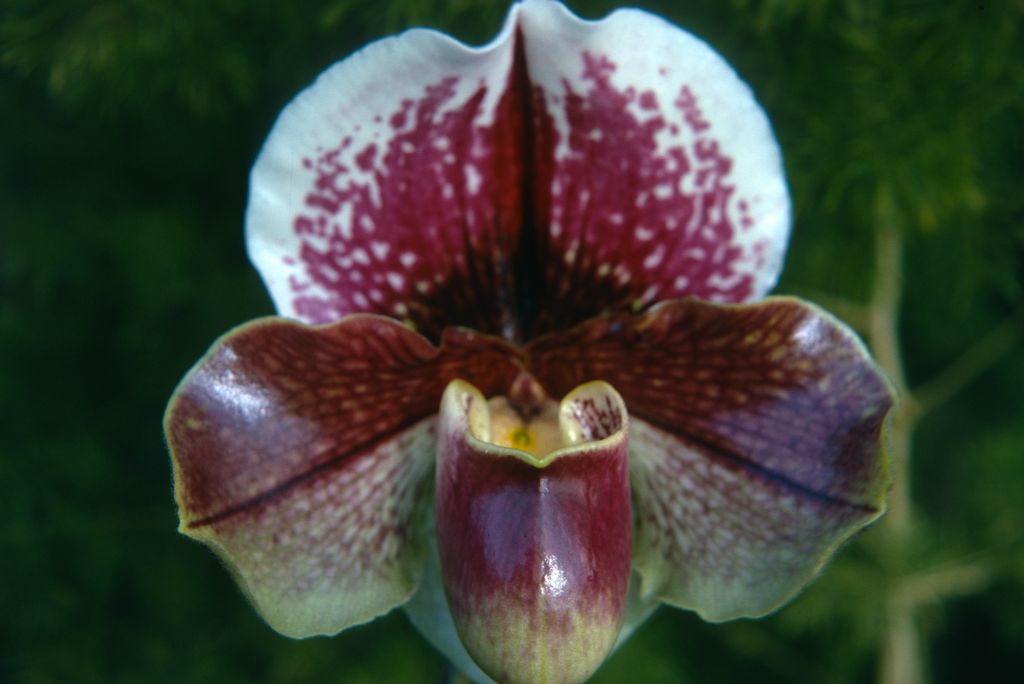 Paphiopedilum Redezelle '#3' AM/AOS, Program 2 slide 36, January 1973, roll 197301H7 slide 9