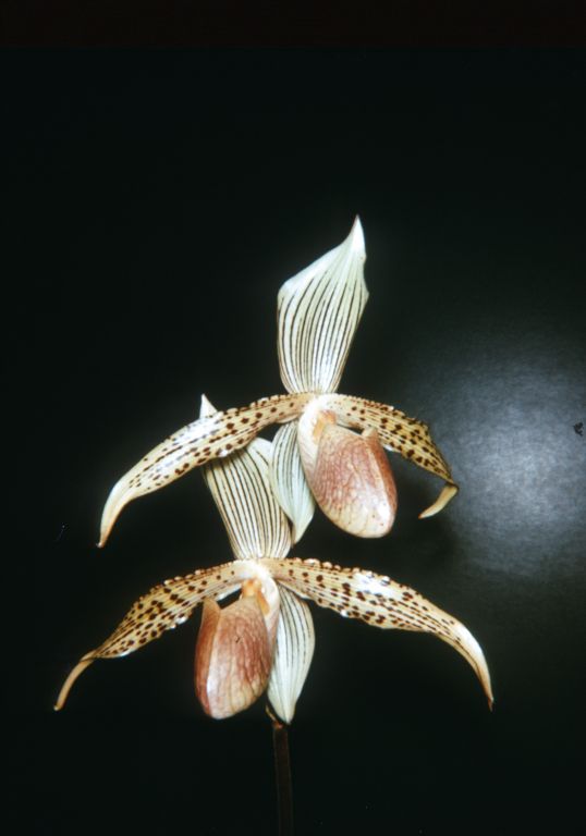 Paphiopedilum Solon, October 1966, roll 196610H14, 126 Superslide format