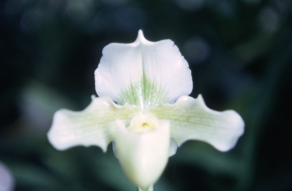 Paphiopedilum Snow Bunting 'Cottontail', November 1967, roll 196711H1 slide 8