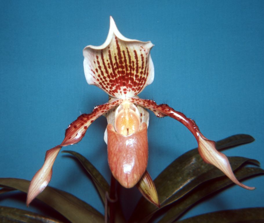 Paphiopedilum Saraband 'Kookie', December 1967, roll 196712H slide 11, 127 Superslide