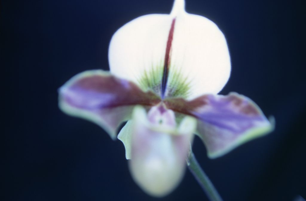 Paphiopedilum Sir William Chance, February 1968, roll 196802H7 slide 14