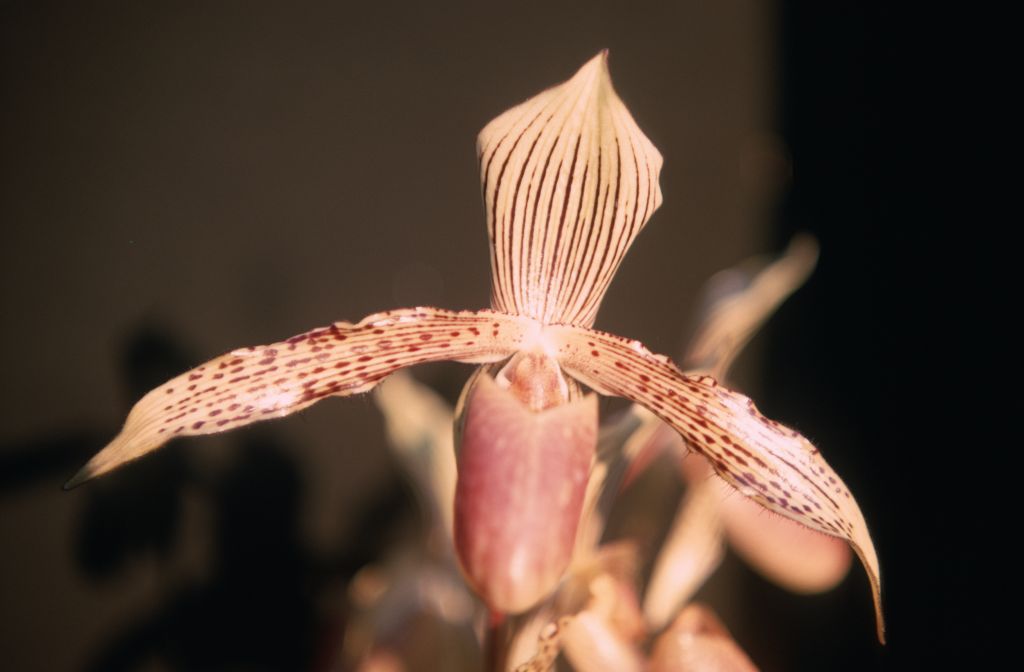 Paphiopedilum Solon 'Senator' AM/AOS, December 1969, roll 196912H6 slide 5