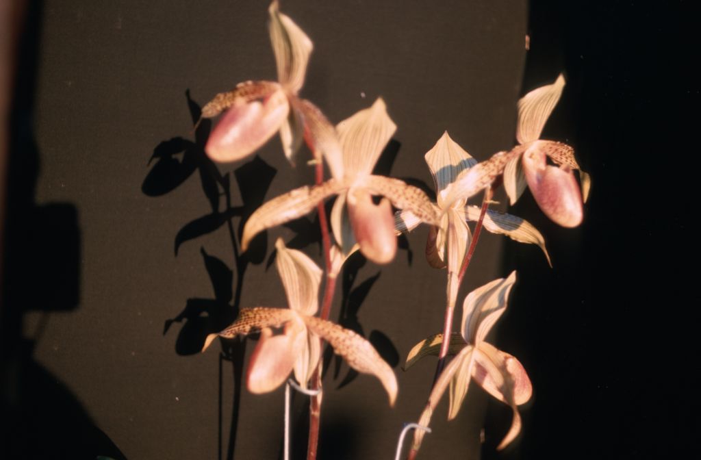 Paphiopedilum Solon 'Senator' AM/AOS, December 1969, roll 196912H6 slide 6