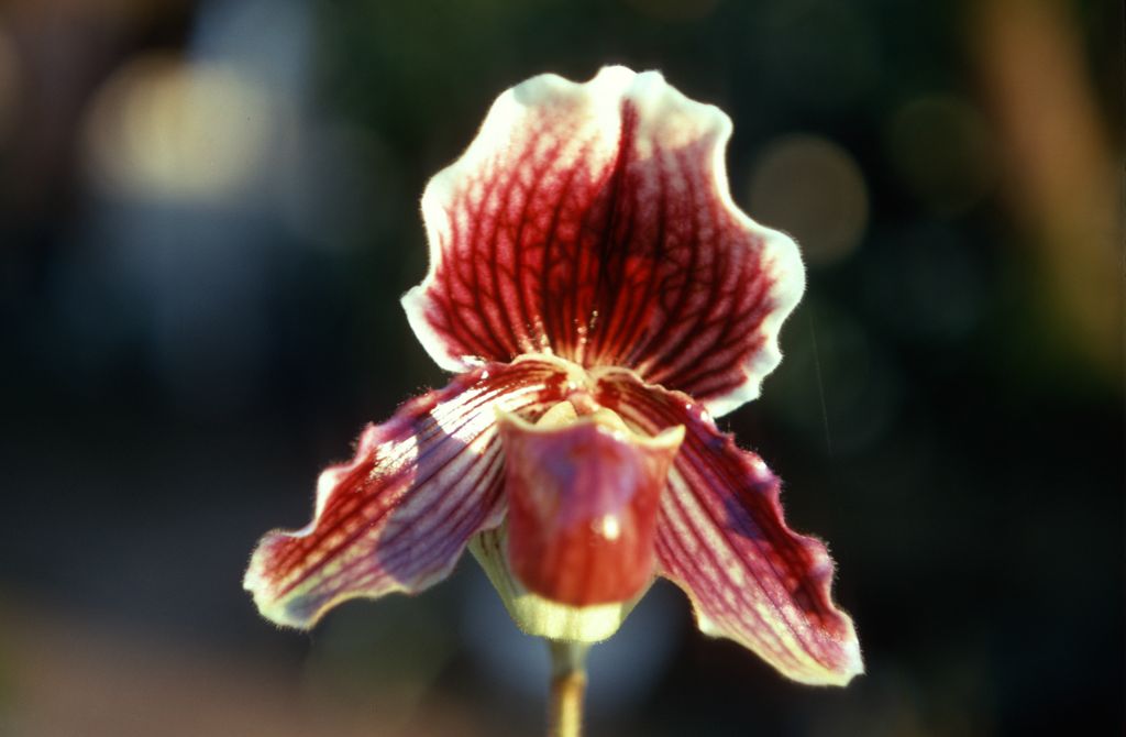 Paphiopedilum Sophomore '#11', February 1970, roll 197002H5red slide 15
