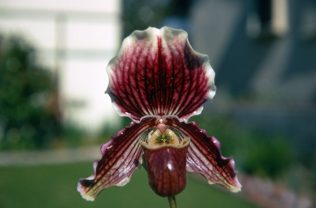 Paphiopedilum Sophomore '#11', February 1970, roll 197002H6 slide 13