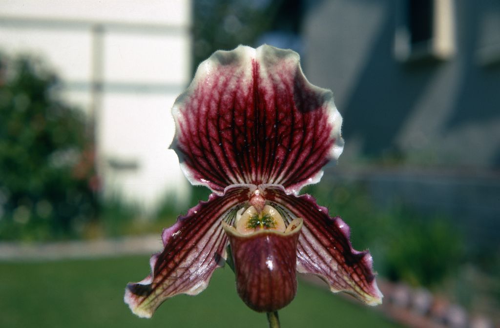 Paphiopedilum Sophomore '#11', February 1970, roll 197002H6 slide 14