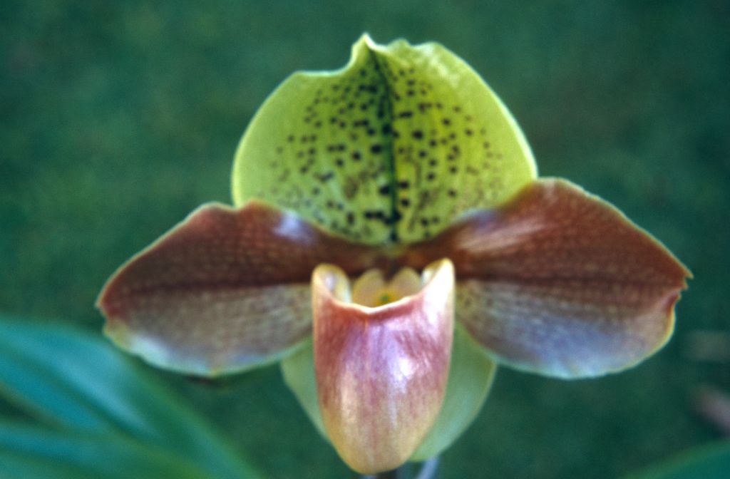 Paphiopedilum Saint Lawrence 'Chartreuse', January 1971, roll 197101H3 slide 19