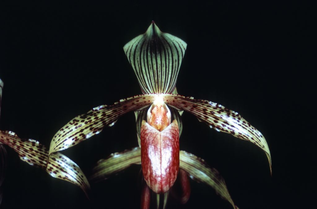 Paphiopedilum Solon 'Senator' AM804, Duplicate Slide 3, made January 1971, roll 197101H8.