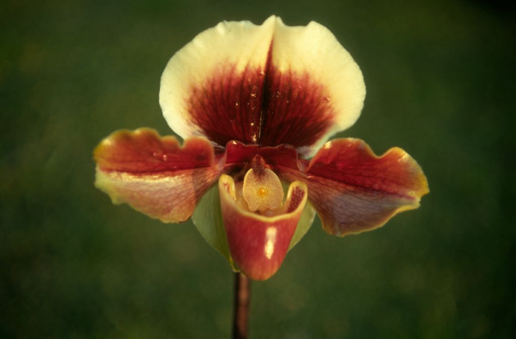 Paphiopedilum Sandra Mary 'Diablo' HCC (however, the actual award is AM/ODC, at the Peninsula Orchid Society show, January 12, 1963, exhibited by Kay Rinaman), February 1971, roll 197102H7 slide 12
