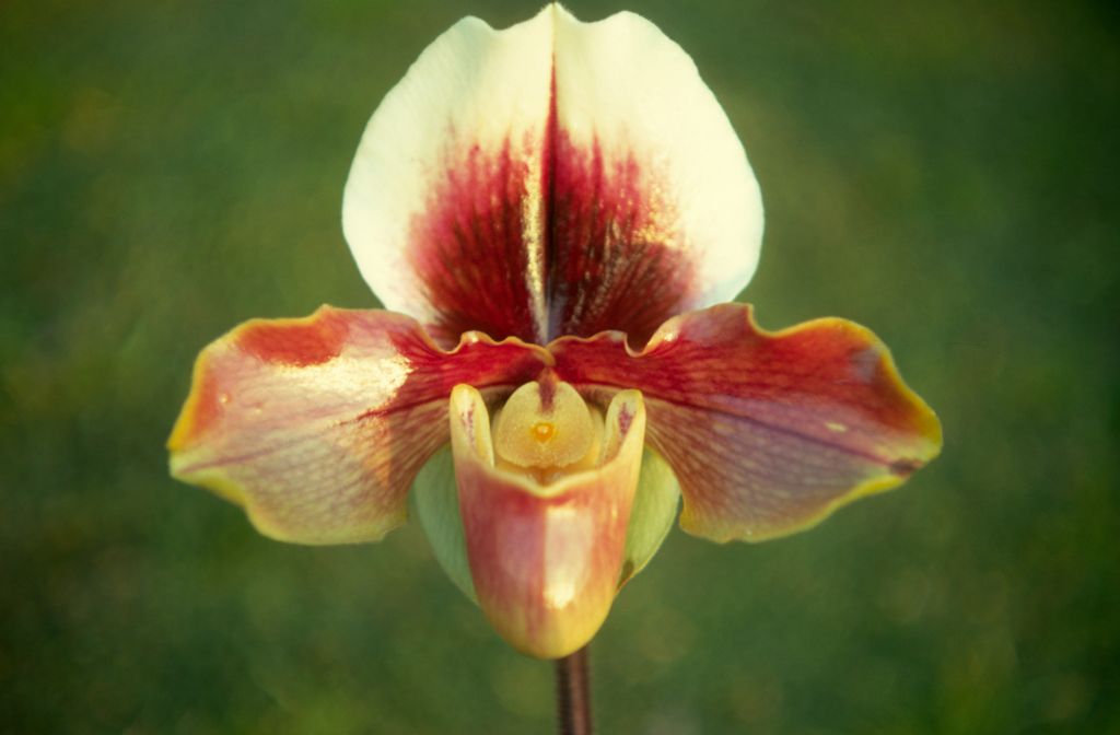 Paphiopedilum Sandra Mary 'Orchid Acres' HCC (however, the actual award was AM/ODC at the Peninsula Orchid Show, Monterey, CA January 11, 1964, exhibited by Rod McLellan Co.), February 1971, roll 197102H7 slide 13