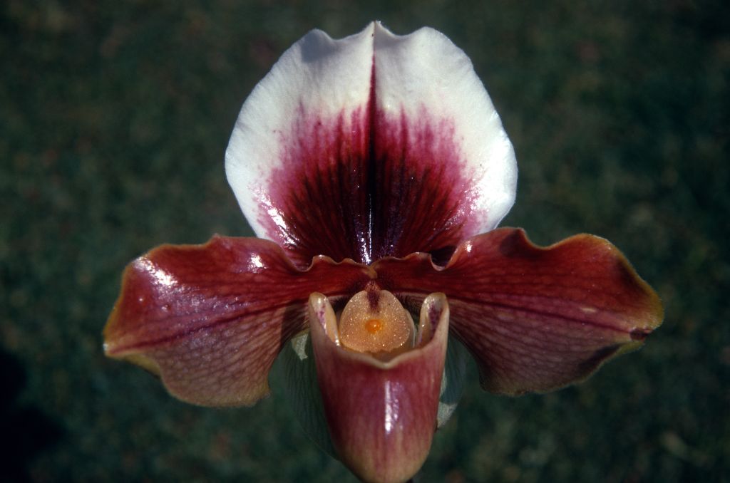 Paphiopedilum Sandra Mary 'Orchid Acres' AM/ODC, March 1971, roll 197103H7 slide 7