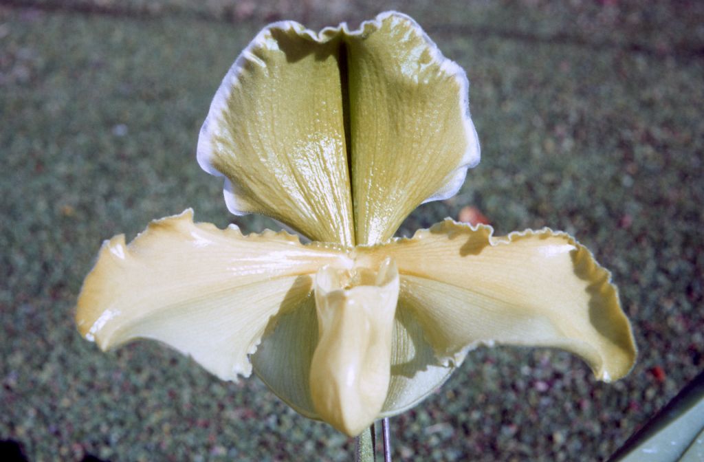 Paphiopedilum San Francisco 'Huge', January 1972, roll 197201H7 slide 7
