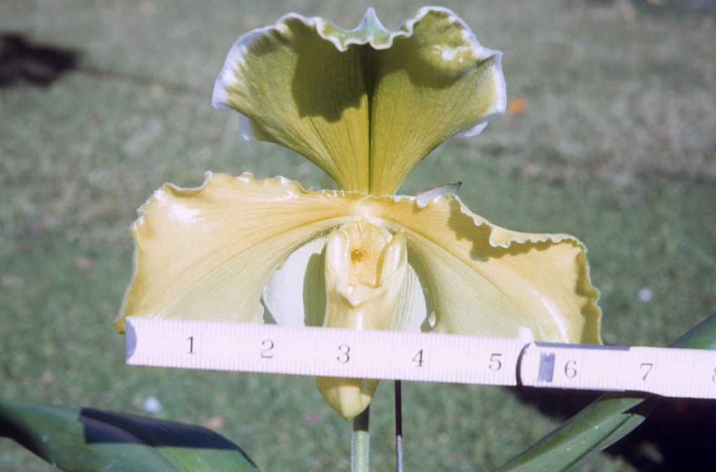 Paphiopedilum San Francisco 'Huge', January 1972, 6-1/2" flower, roll 197201H7 slide 8