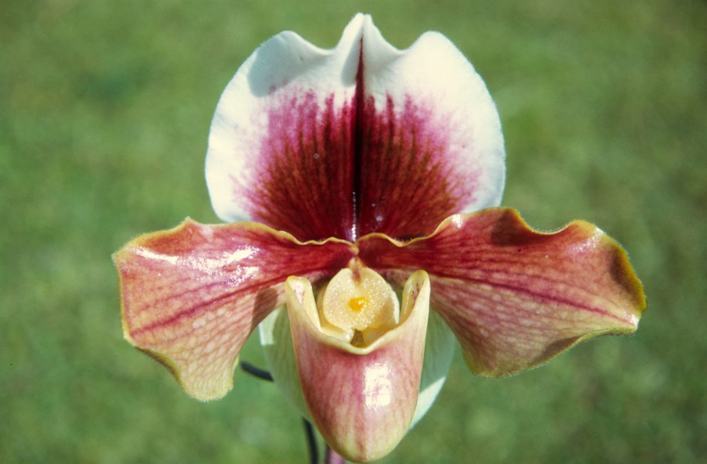 Paphiopedilum Sandra Mary 'Orchid Acres', February 1972, roll 197202H2 slide 6