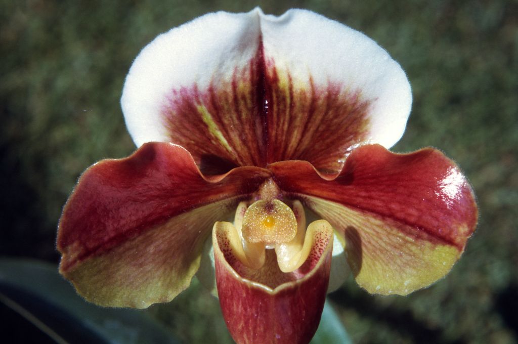 Paphiopedilum Santa Margarita 'Pajaro' HCC/AOS/ODC, June 1972, roll 197206H3 slide 9