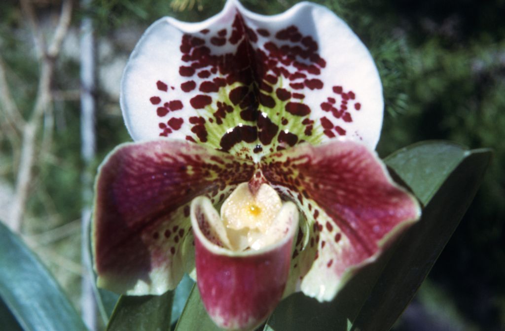 Paphiopedilum Spotter 'Leopard', December 1972, roll 197212H11 slide 17