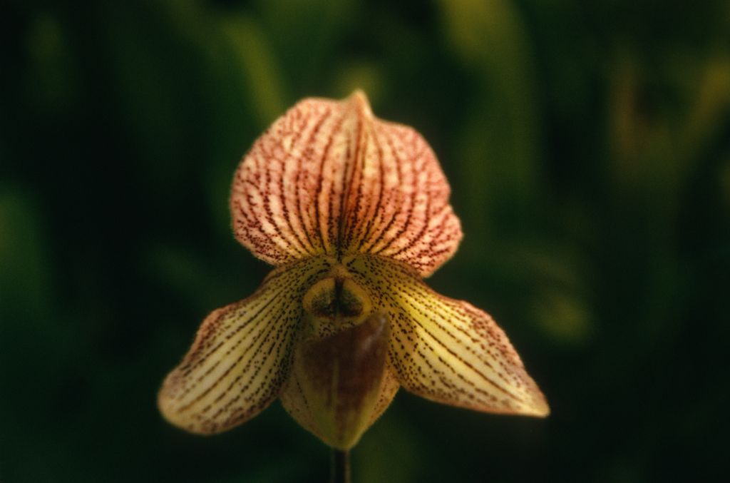 Paphiopedilum Soulageanum, September 1973, roll 197309H2 slide 19