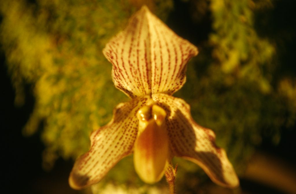 Paphiopedilum Soulageanum, December 1973, roll 197312H7 slide 13