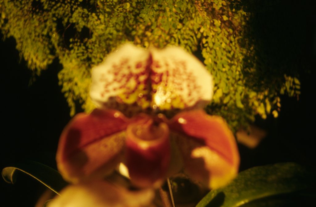 Paphiopedilum Sharnden 'Agnes Miller', December 1973, roll 197312H7 slide 14