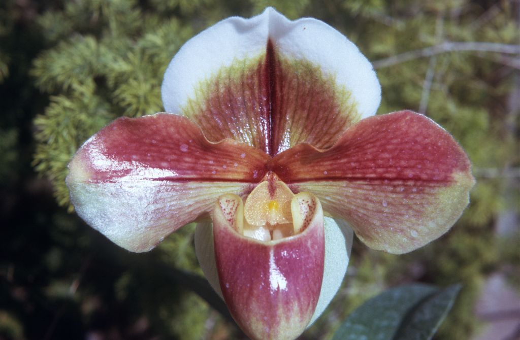 Paphiopedilum Sonoma 'Latin Beauty' AM/AOS, May 1974, roll 197405H12 slide 12