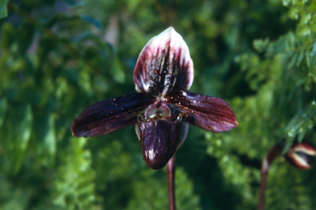 Paphiopedilum Saint Albans, August 1974, roll 197408H11 slide 15