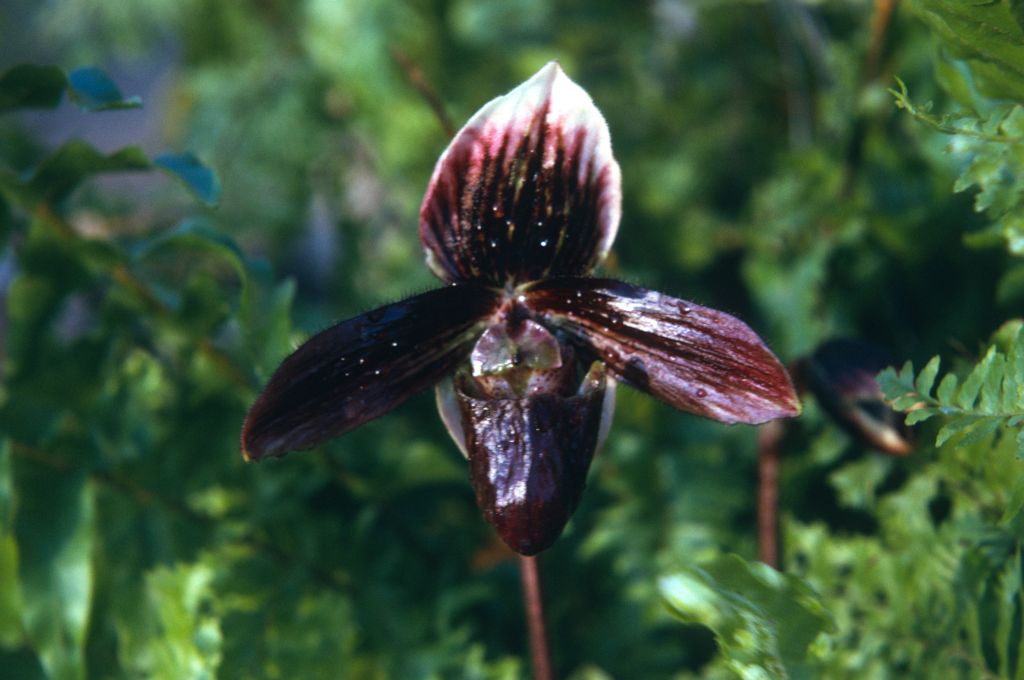 Paphiopedilum Saint Albans, August 1974, roll 1974098H11 slide 16