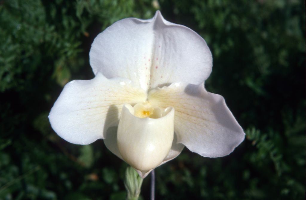 Paphiopedilum Silvara 'Crispin', December 1974, roll 197412H12 slide 15