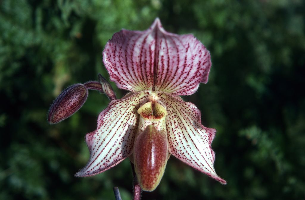 Paphiopedilum Soulageanum 'Carimo' HCC/AOS, December 1974, roll 197412H12 slide 17