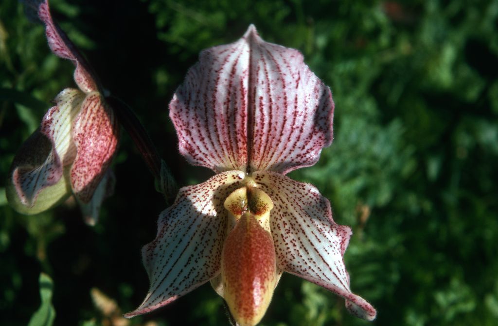 Paphiopedilum Soulageanum 'Carimo', December 1974, roll 197412H12 slide 28