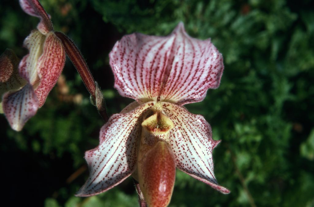 Paphiopedilum Soulageanum 'Carimo', December 1974, roll 197412H12 slide 29