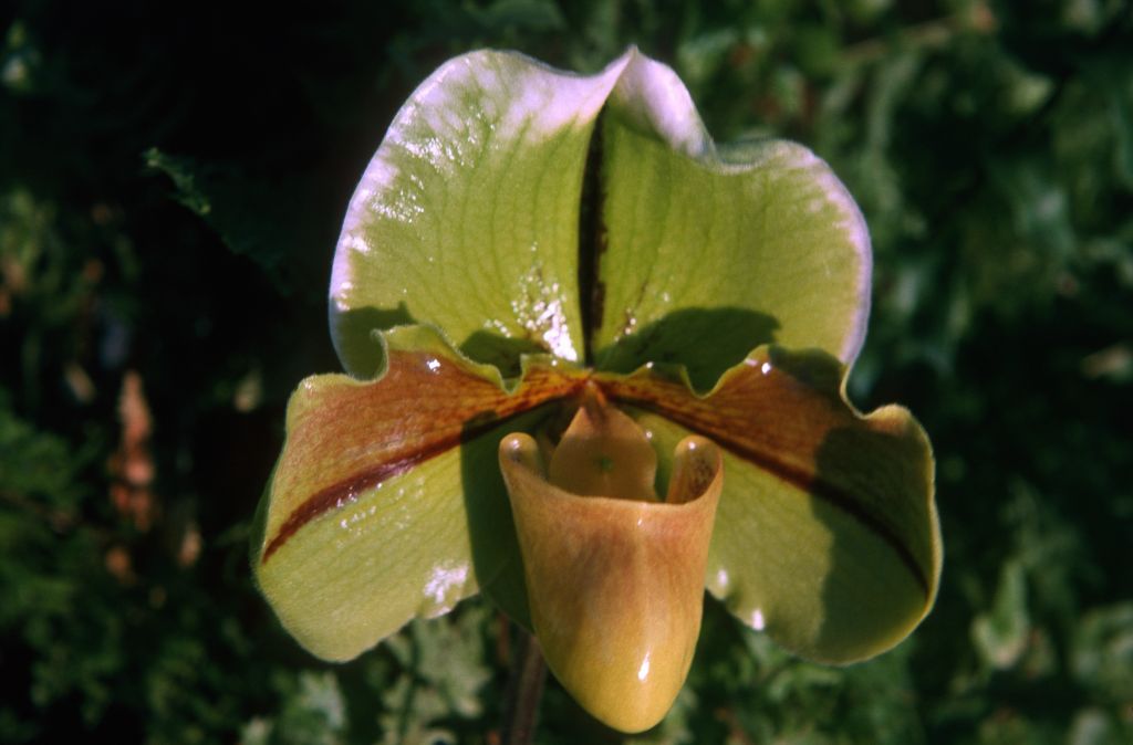 Paphiopedilum Shapely 'Geisha', December 1974, roll 197412H12 slide 32