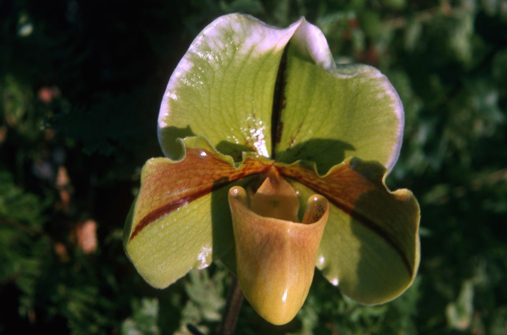 Paphiopedilum Shapely 'Geisha', December 1974, roll 197412H12 slide 33