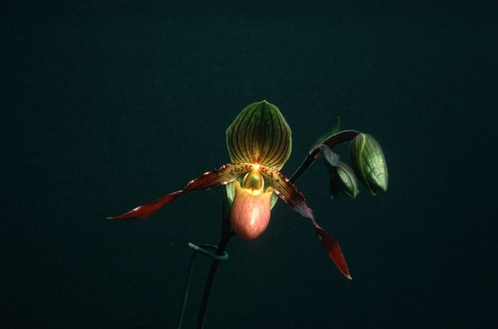 Paphiopedilum Shireen, June 1975, roll 197506H7 slide 16