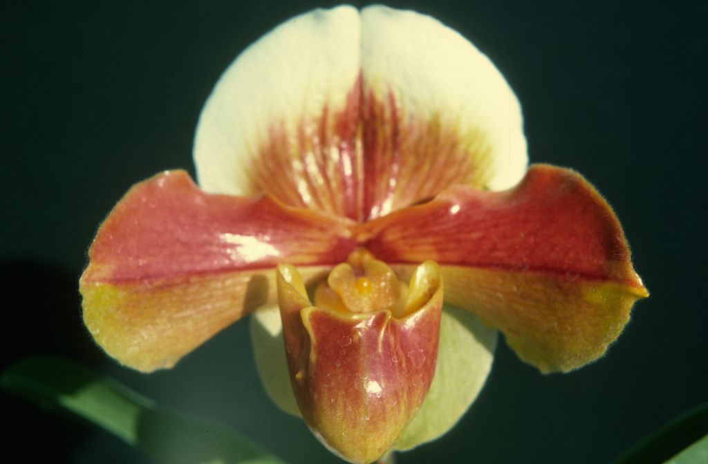 Paphiopedilum Santa Margarita 'Colma' HCC/AOS, July 1975, roll 197507H2 slide 19