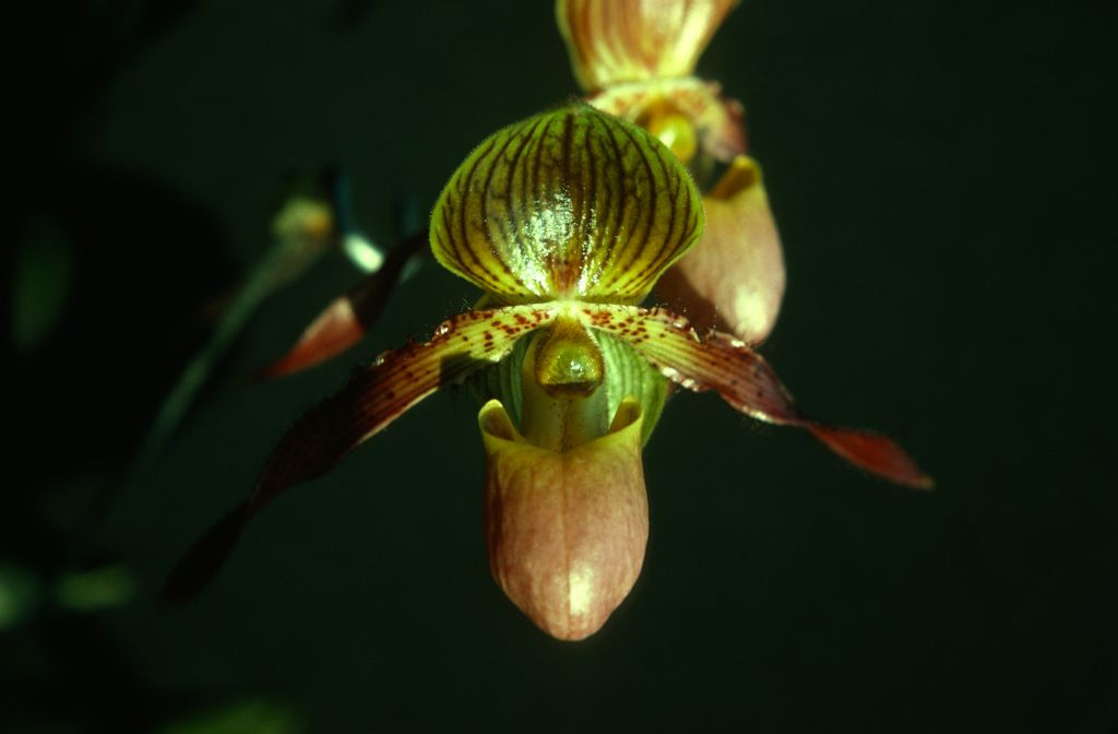 Paphiopedilum Shireen 'Island Song', September 1975, roll 197509P7 slide 10